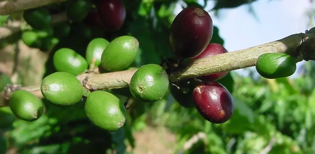 Sostenibilidad y Comercio Justo en la Industria del Café. Hoy en día, el compromiso con la sostenibilidad y el comercio justo ha llegado a ser un pilar esencial en la industria del café, con numerosos baristas y productores enfocados en prácticas que beneficien tanto a las comunidades cafetaleras como al medio ambiente. Este enfoque no solo busca la excelencia en el sabor del café, sino también una responsabilidad ética y ecológica en cada etapa de la cadena de suministro.