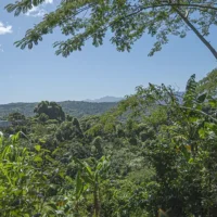 Café Puertorriqueño Artesanal: La Esencia de San Sebastián Puerto Rico
