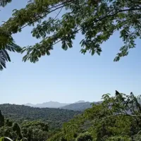 Café Puertorriqueño Artesanal: La Esencia de San Sebastián Puerto Rico