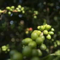 cafe verde